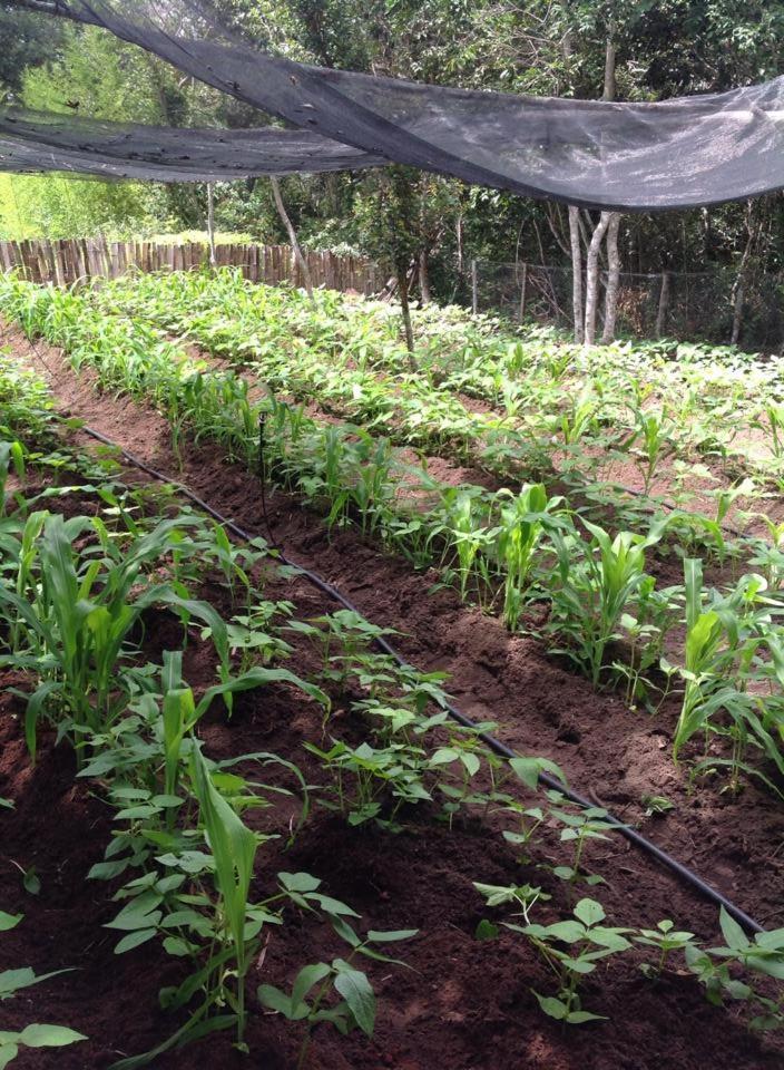 Riachinho Pousada Fazenda Vale do Capao Eksteriør bilde