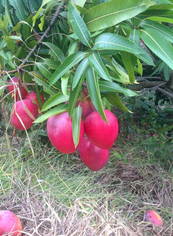 Riachinho Pousada Fazenda Vale do Capao Eksteriør bilde